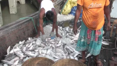 পাথরঘাটা মৎস্য অবতরণ কেন্দ্র ইলিশের মণ আকার ভেদে বিক্রি হচ্ছে ২৮ হাজার থেকে দেড় লাখ টাকা। ছবি: ইনডিপেনডেন্ট টেলিভিশন
