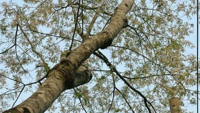 উচ্চতায় প্রায় ৫০ থেকে ৬০ ফুট কালো পঙ্গপাল গাছে রয়েছে অসংখ্য শাখা। ছবি: সমির মল্লিক