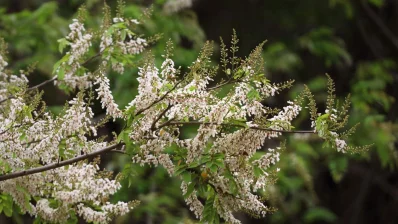 ফুলের গায়ে লেগে থাকা বৃষ্টির ফোঁটা ফুলটিকে আরও অনন্য করে তোলে। ছবি: সমির মল্লিক