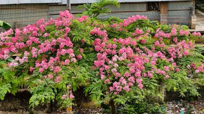 সড়কের পাশের গাছে ফুটেছে লাল সোনাইল। ছবি: সমির মল্লিক
