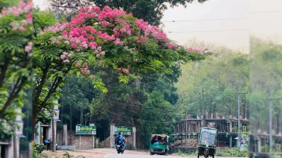 খাগড়াছড়ি শহরের হটিকালচার পার্কের বিপরীতে অপরাজিতা বৌদ্ধ বিহারের সীমানা ঘেঁষা রাস্তায় ফুটেছে ‘লাল সোনাইল’ ফুল। ছবি: সমির মল্লিক