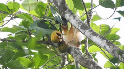 খেতেই তারা বনের চাপালিশ গাছের শাখার বিচরণ করছে। ছবি: সমির মল্লিক