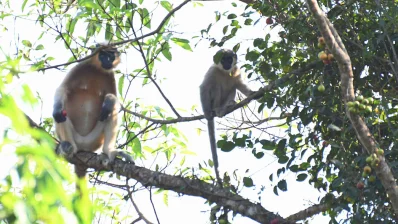 বিপন্ন মুখপোড়া হনুমান। ছবি: সমির মল্লিক