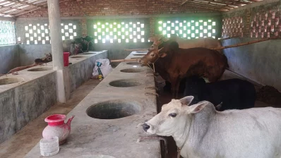  আপাতত ১৭টি গরু রাখার ব্যবস্থা এখানে আছে। ছবি: ইনডিপেনডেন্ট টেলিভিশন