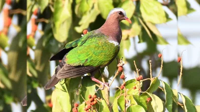 খাগড়াছড়িতে বিপন্ন প্রজাতির বন্যপ্রাণী দেখা যায়। ছবি: সমির মল্লিক