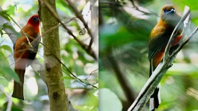দূর্লভ পাখি মাথা কুচকুচি। ছবি: সমির মল্লিক