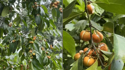 বন নারাঙ্গা ফল। ছবি: সমির মল্লিক 