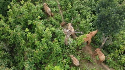 বনে ঘুরে বেড়াচ্ছে হস্তীশাবক। ছবি: সমির মল্লিক