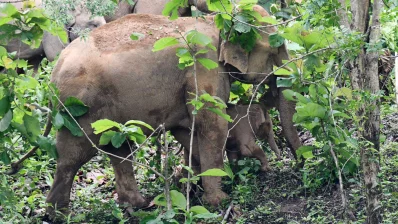 রাঙামাটিতে দেখা মিলেছে কিছুটা গোলাপি রঙের হস্তীশাবক। ছবি: সমির মল্লিক