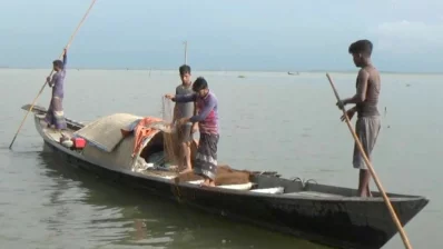নিয়মিত জাল ফেললেও কয়েক বছর যাবত পর্যাপ্ত মাছ মিলছে না হাওরে। ছবি: ইনডিপেনডেন্ট টেলিভিশন
