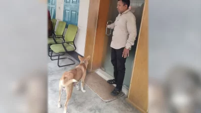 কুকুর ছানাগুলো হত্যার ঘটনার পর ইউএনওর অফিসের সামনে দেখা যায় মা কুকুরটিকে। ছবি: সংগৃহীত