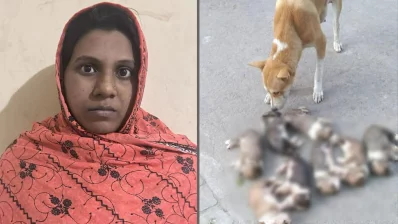 আট কুকুর ছানা হত্যায় মামলার পর অভিযুক্ত নারীকে গ্রেপ্তার করেছে পুলিশ। ছবি: সংগৃহীত