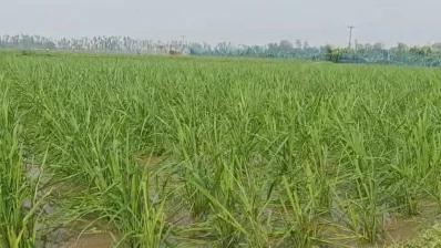 ঝড়ে ফসলের ক্ষয়ক্ষতি হয়েছে। ছবি: ইনডিপেনডেন্ট টেলিভিশন