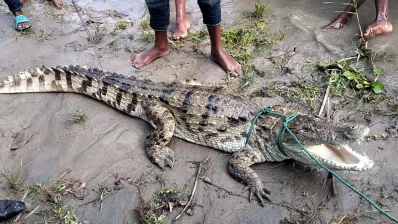 বিরল প্রজাতির মিঠা পানির কুমিরটিকে জেলেরা দড়ি দিয়ে বেঁধে আটকিয়ে রেখেছে। ছবি: ইনডিপেনডেন্ট টেলিভিশন