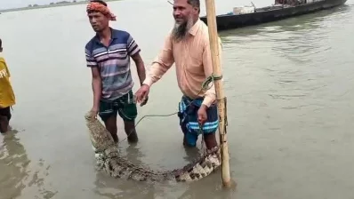 পদ্মা নদীতে জেলের বড়শিতে আটকা পড়েছে একটি কুমির। ছবি: ইনডিপেনডেন্ট টেলিভিশন