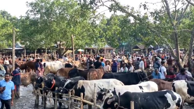 দেশের বিভিন্ন জেলায় জমে উঠছে পশুর হাট। ছবি: ইনডিপেনডেন্ট টেলিভিশন