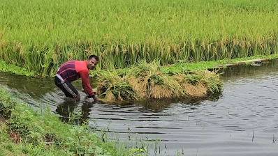 পানিতে ডুবে যাওয়া ধান কেটে ডাঙায় আনছেন এক কৃষক। ছবি: ইনডিপেনডেন্ট টেলিভিশন