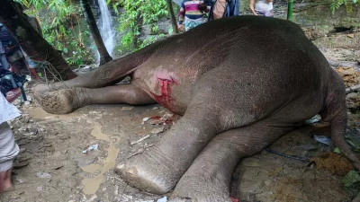 আহত সেই হাতিটিকে চিকিৎসা দেওয়া হচ্ছে। ছবি: পিএমও