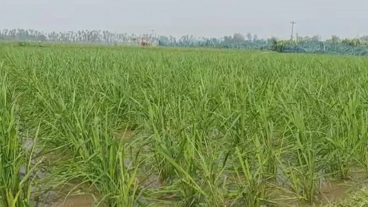 ঝড়ে ফসলের ক্ষয়ক্ষতি হয়েছে। ছবি: ইনডিপেনডেন্ট টেলিভিশন